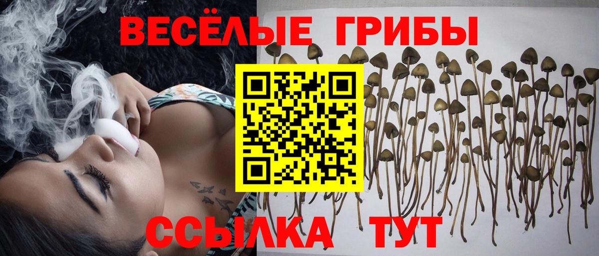 Псилоцибиновые грибы Psilocybe Орехово-Зуево